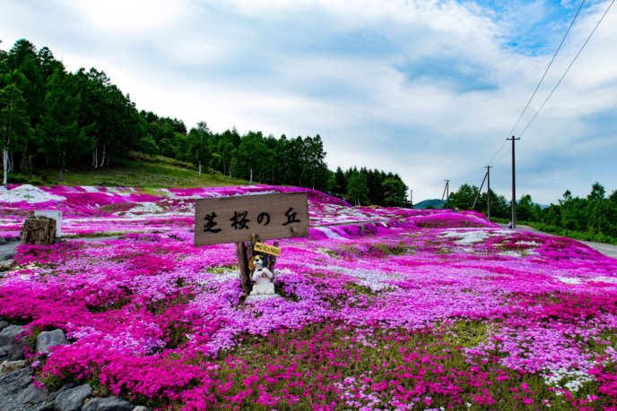 2017 Hdr Shibazakura Mishima Sans Garden Kutchan Town 4