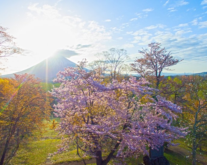 Niseko Toukeien 3 Cherry Blossoms Sakura Mt Youtei Spring Sun